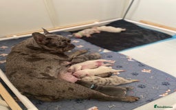 French Bulldog dogs for sale: Beautiful frenchie puppies 🐶  - Image 1