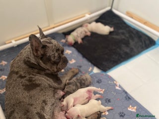 French Bulldog dogs - Advert 34