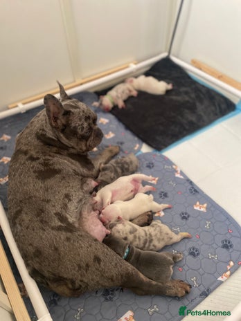 French Bulldog dogs - Advert 32