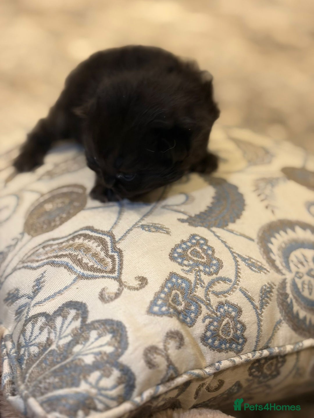 Persian cats for sale: PERSIAN KITTENS FOR SALE - Advert 12