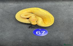 Python Snake reptiles for sale: Royal pythons from £30 - Image 7