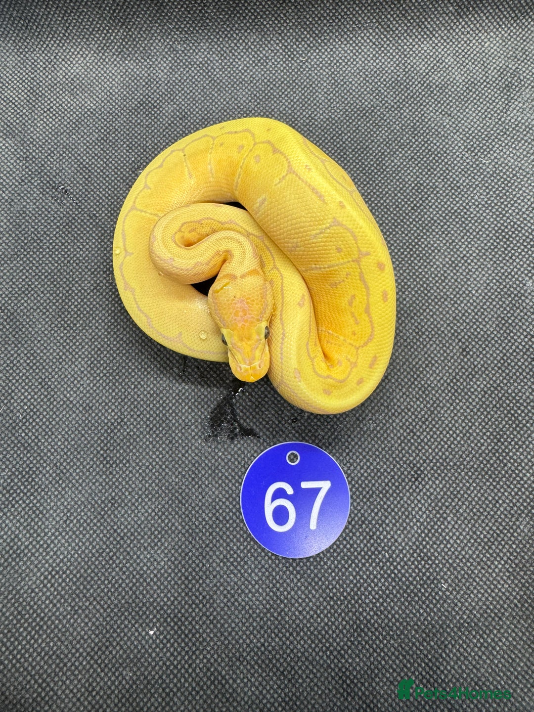 Python Snake reptiles for sale: Royal pythons from £30 - Image 7