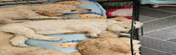 Standard Poodle dogs for sale: 💙Ready Now💙KC Registered Standard Poodle Boys 💙 - Advert 23