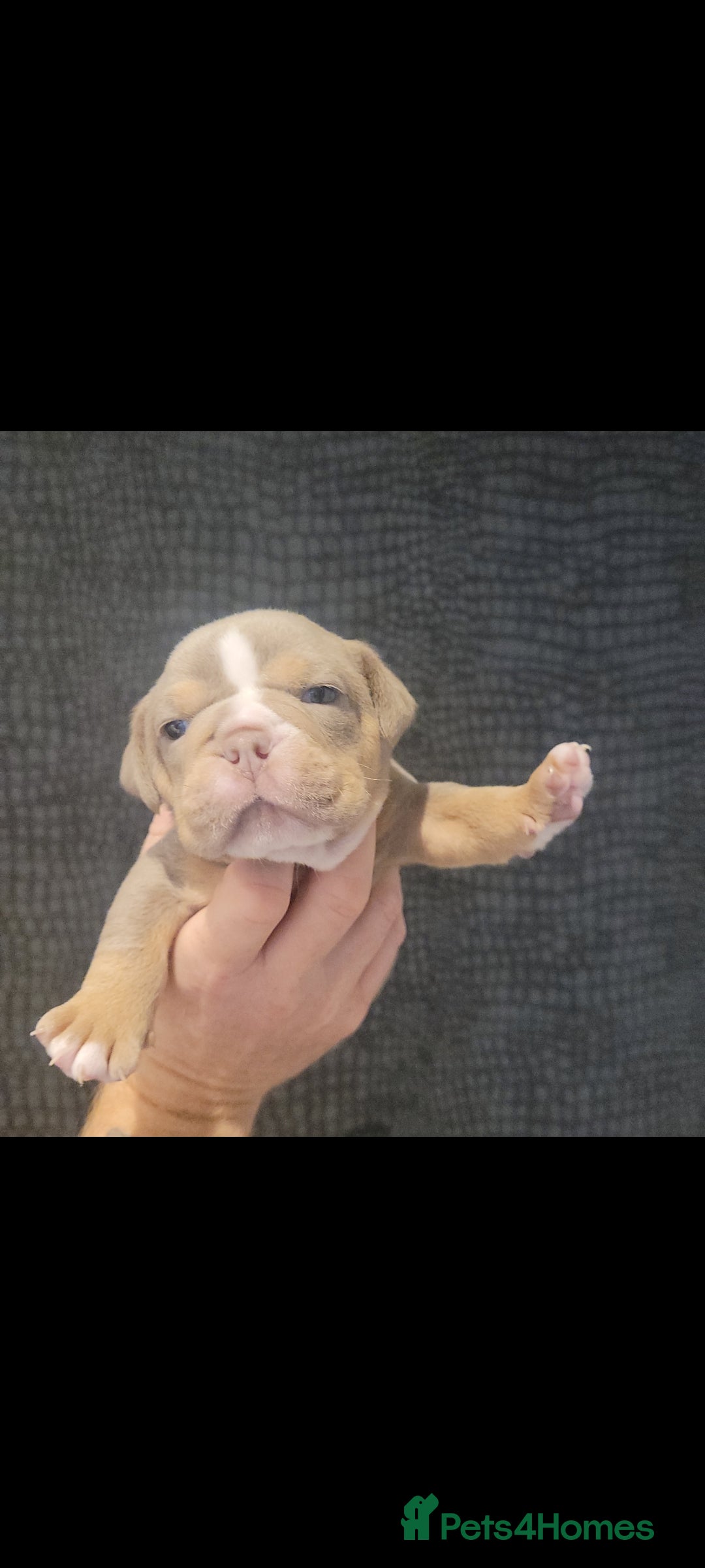 Olde English Bulldogge dogs for sale: Old English Bulldog Puppies - Image 24