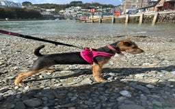 Lakeland Terrier dogs for sale: 5 months Lakeland Terrier girl pup Lottie - Image 5