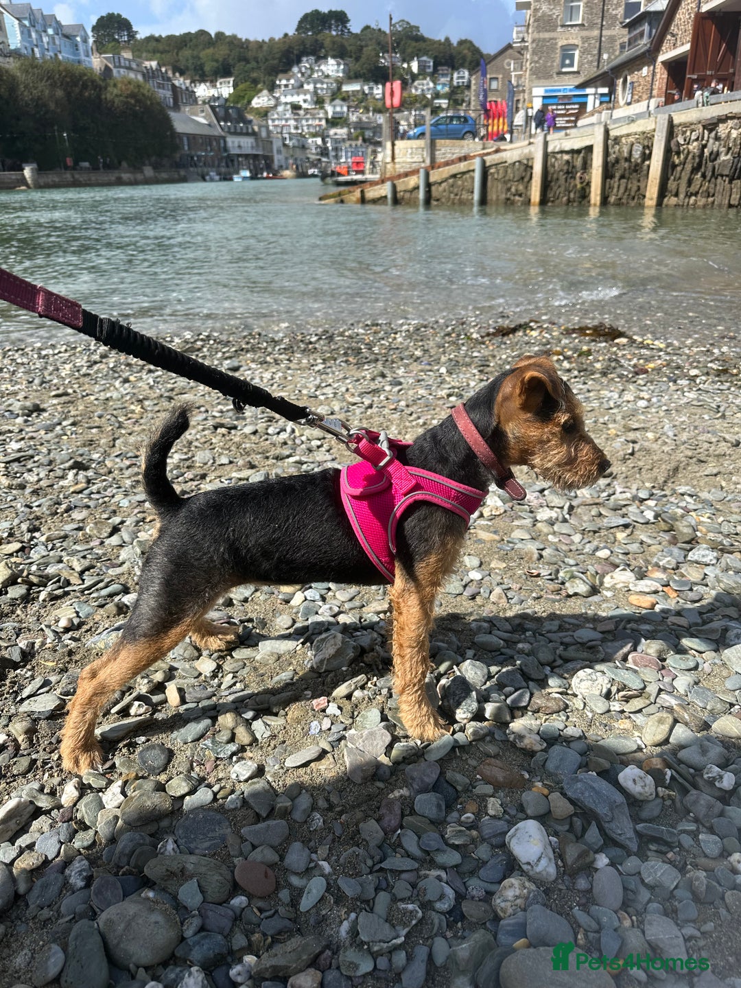 Lakeland Terrier dogs for sale: 5 months Lakeland Terrier girl pup Lottie - Image 5