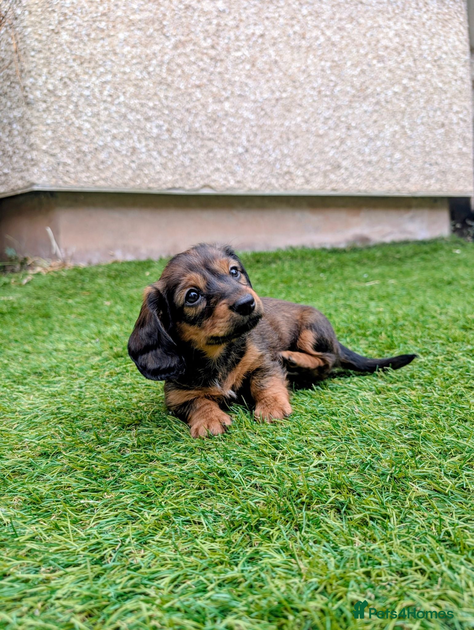 Miniature Dachshund dogs Ready Now, Miniature Dachshund, 2 Girls - Advert 2