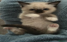 Ragdoll cats for sale: Stunning Ragdoll Kittens Flame/Blue/Seal - Image 6