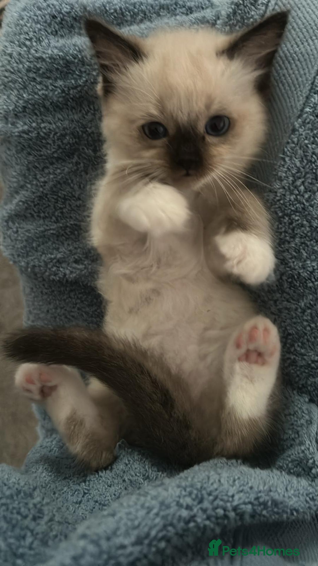 Ragdoll cats for sale: Stunning Ragdoll Kittens Flame/Blue/Seal - Image 6