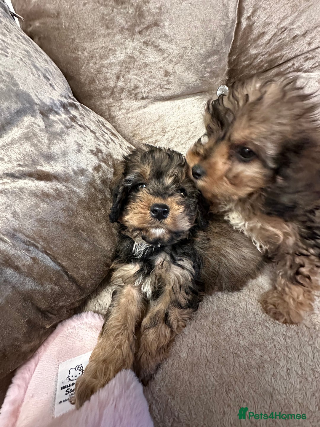 Cockapoo dogs for sale: Cockapoo puppies ready now  - Advert 21