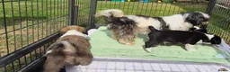 Mixed Breed dogs for sale: Beautiful mixed breed babies in Coleford - Advert 2