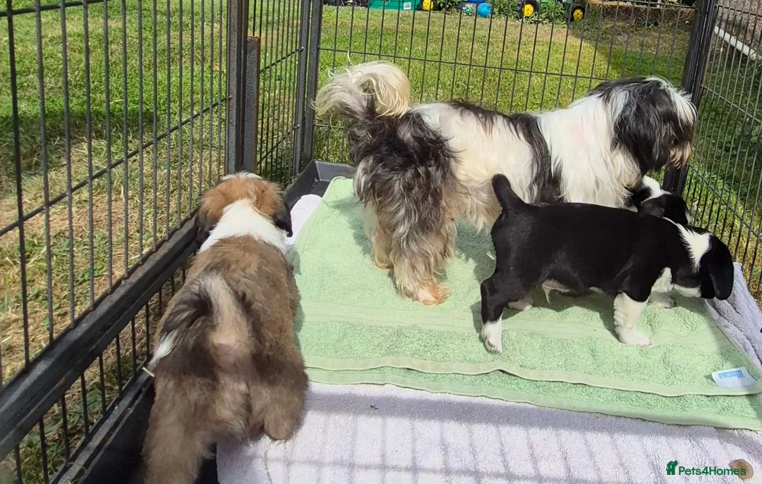 Mixed Breed dogs for sale: Beautiful mixed breed babies in Coleford - Advert 2