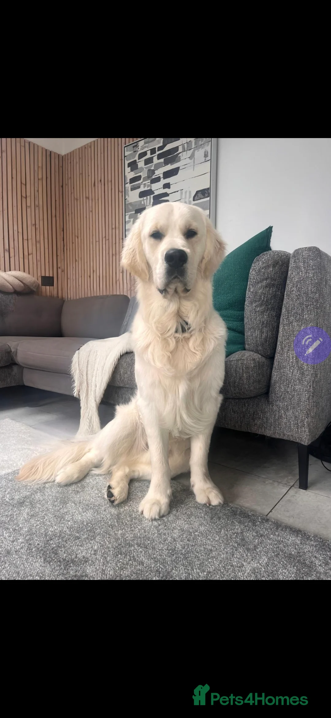 Golden Retriever dogs for stud: Stunning Golden Retriever for Stud - Advert 2