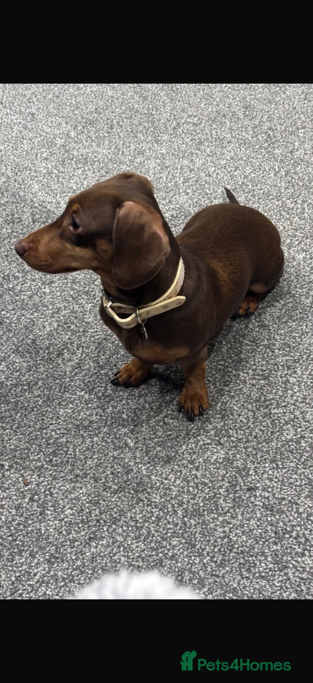 Miniature Dachshund dogs for sale: Miniature dashhounds  in Ilkley - Advert 1