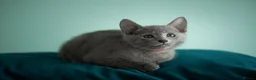 Russian Blue cats for sale: TICA Reg Boutique Russian Blue Kittens  - Advert 11