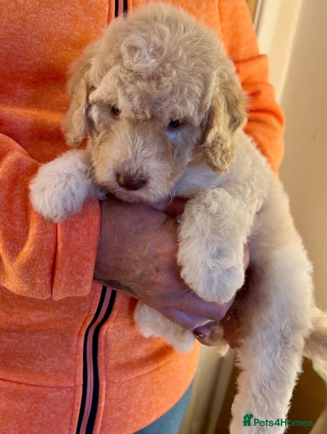Labradoodle dogs Ready now! Mini Labradoodle puppies - Advert 2