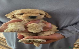Standard Poodle dogs for sale: 7 Standard poodles for sale including 2 merle - Image 5