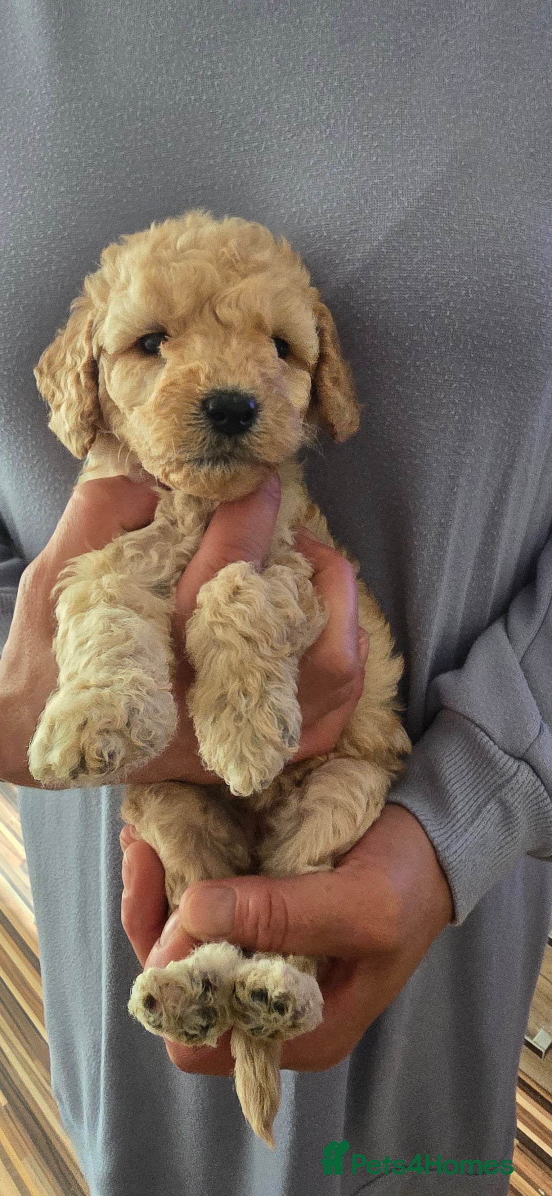 Standard Poodle dogs for sale: 7 Standard poodles for sale including 2 merle - Image 5