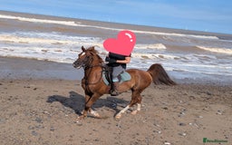 Arabian horse horses for sale: 15hh Arab Gelding For Sale - Image 8