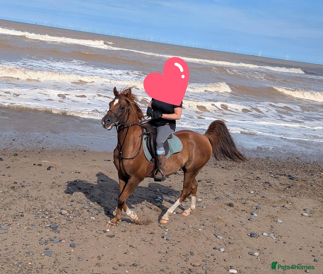 Arabian horse horses for sale: 15hh Arab Gelding For Sale - Image 8