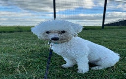Mixed Breed dogs for sale: 2 year old female poochon - Image 1
