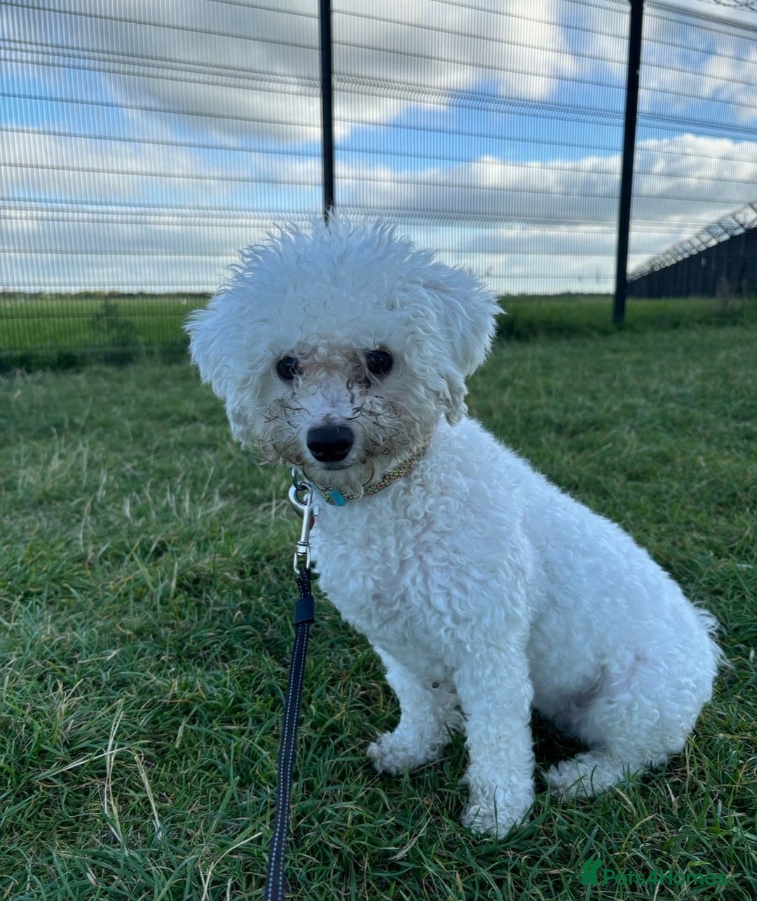 Mixed Breed dogs for sale: 2 year old female poochon - Image 1