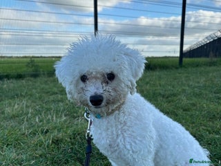 Mixed Breed dogs - Advert 22