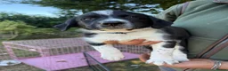 Sprollie dogs for sale: Springer x Collie in Lydney - Advert 8