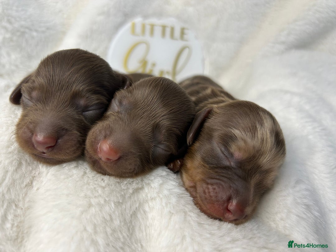 Miniature Dachshund dogs for sale: 🤍🐾 Stunning long haired litter 🐾🤍 - Image 16