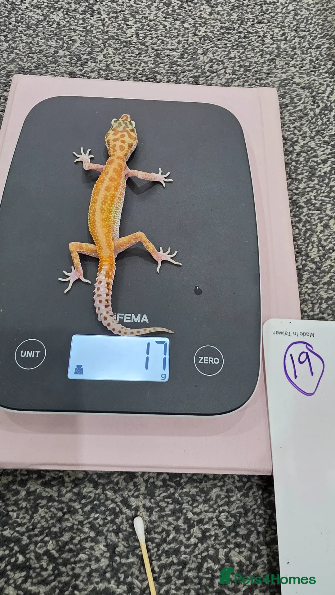 Leopard Gecko reptiles for sale: Various young leopard geckos for sale. Bolton.  - Advert 6