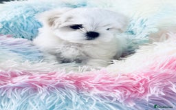 Maltese dogs for sale: 🌟Stunning Tiny Korean Maltese KC Reg🌟 - Advert 6
