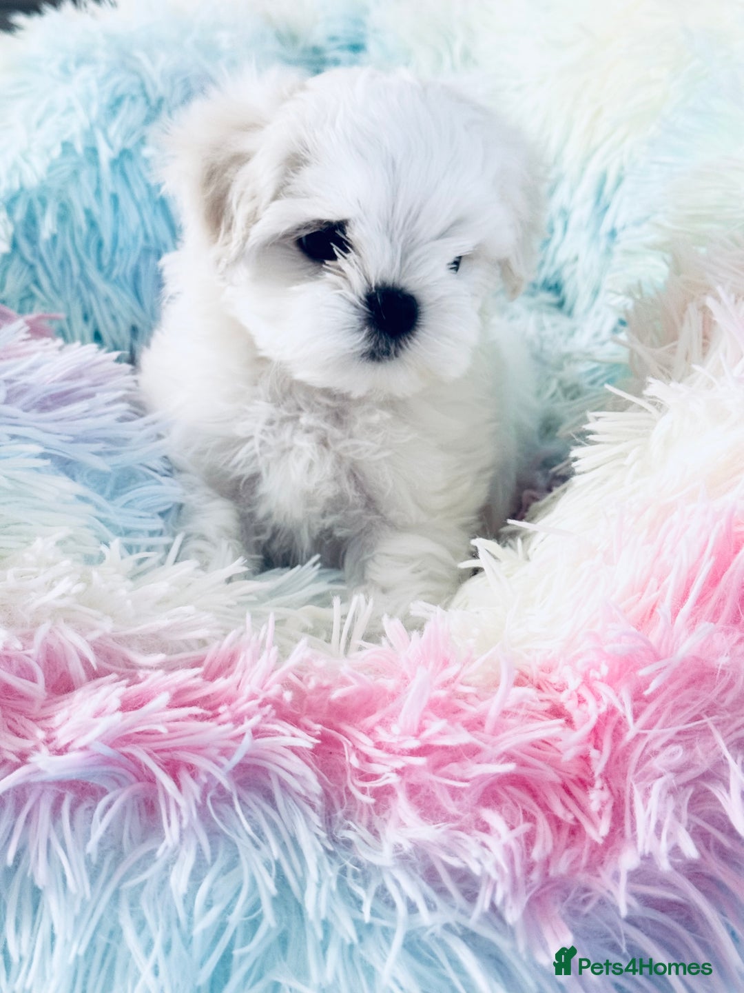 Maltese dogs for sale: 🌟Stunning Tiny Korean Maltese KC Reg🌟 - Advert 6
