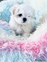 Maltese dogs - Advert 2