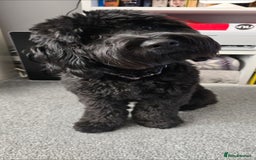 Cockapoo dogs for sale: Molly F1 cockapoo 💝 - Advert 12