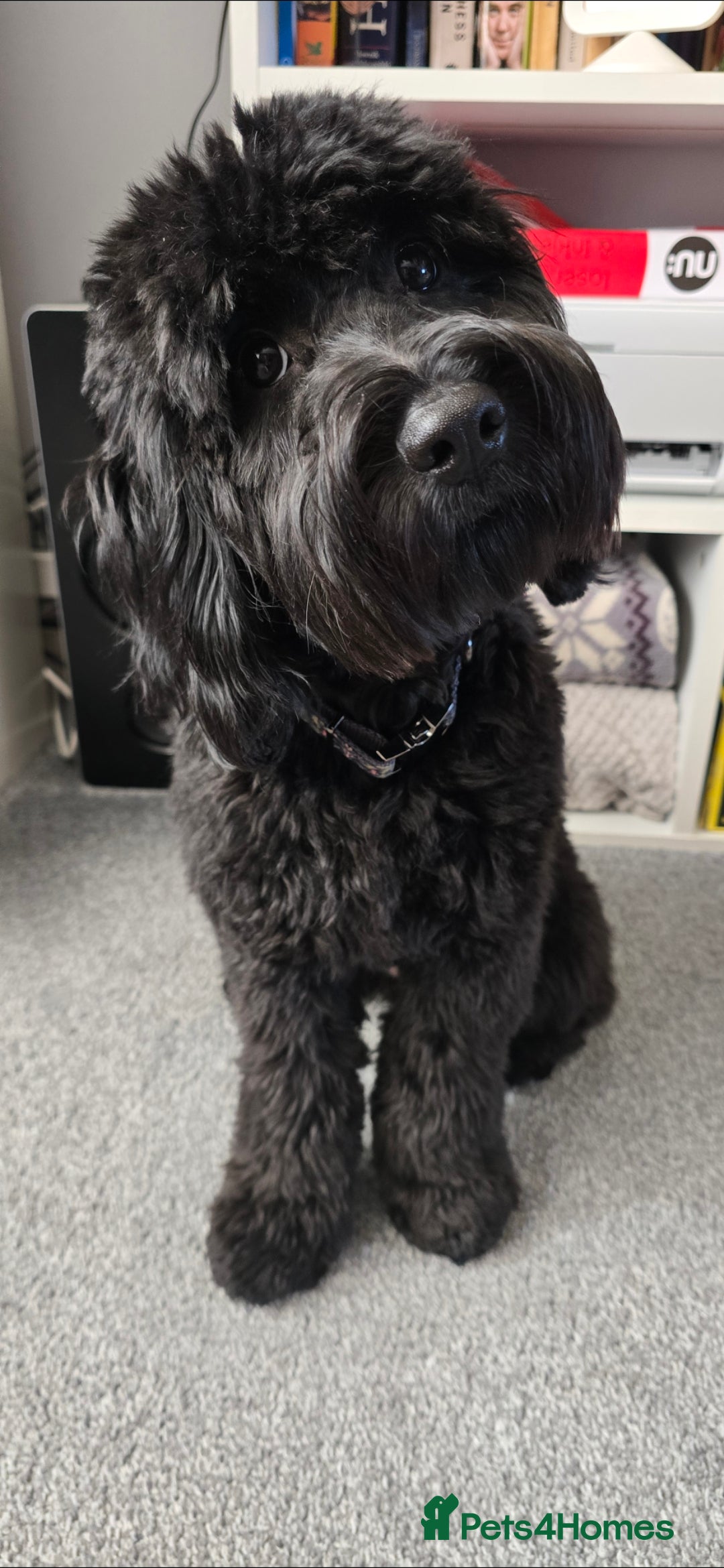 Cockapoo dogs for sale: Molly F1 cockapoo 💝 - Advert 12