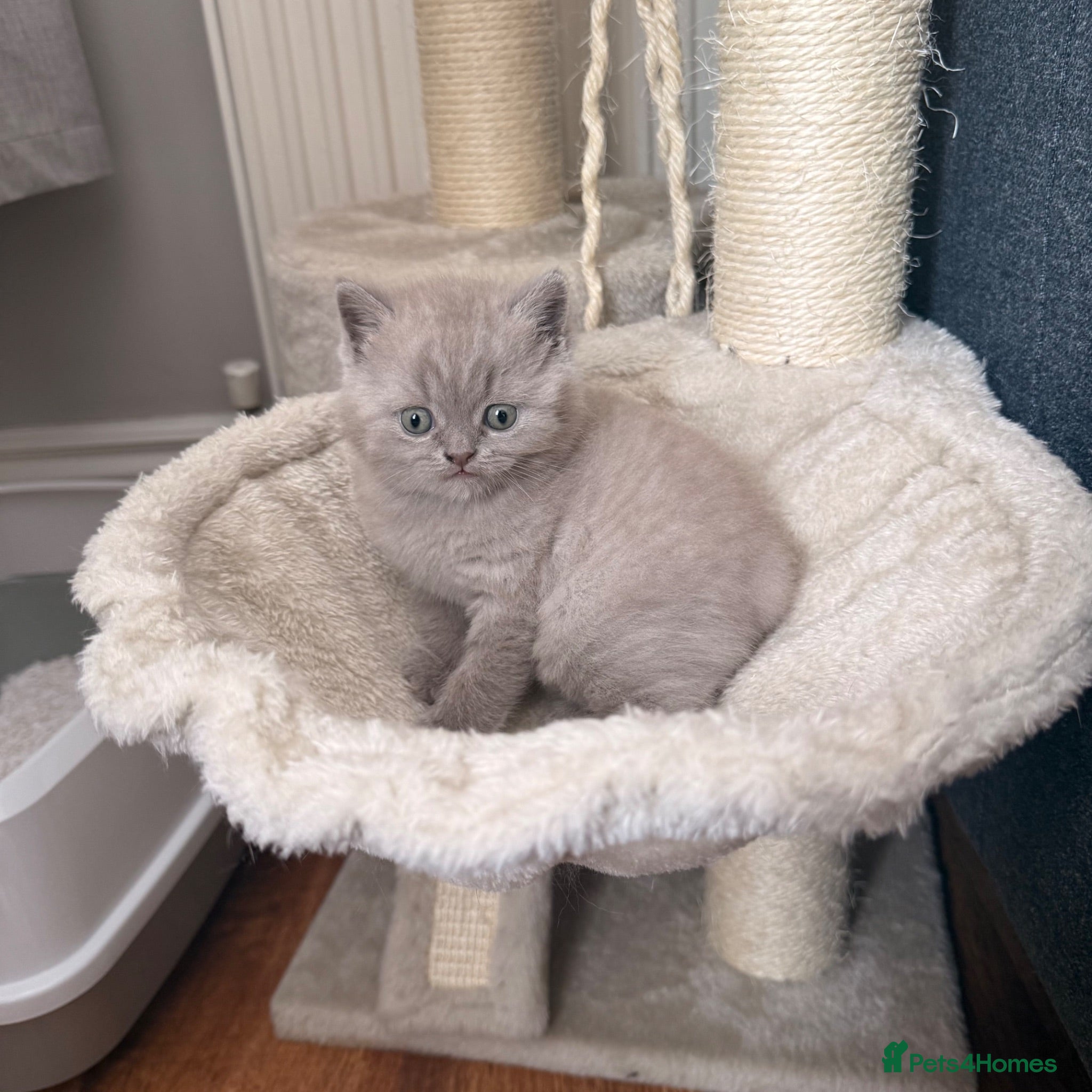 British Shorthair cats Beautiful British shorthair lilac/blue - Advert 10