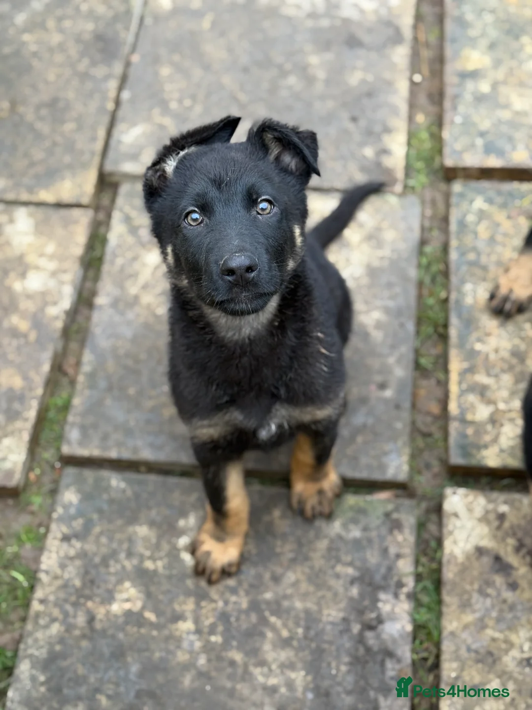 German Shepherd dogs for sale: German Shepherd Puppies - Advert 8