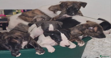 Whippet dogs - Advert 11