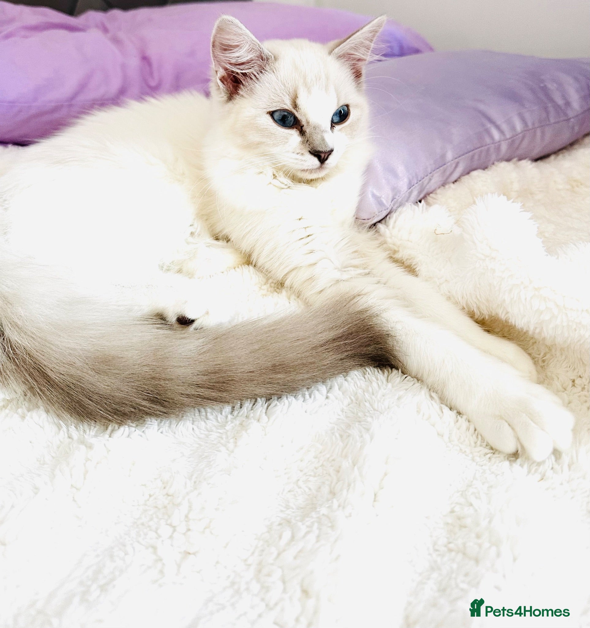 Ragdoll cats GCCF Ragdoll female  - Advert 1