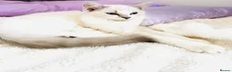 Ragdoll cats for sale: GCCF Ragdoll female  - Advert 3
