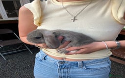 Mini Lop rabbits for sale: Beautiful mini lop bunnies - Image 8