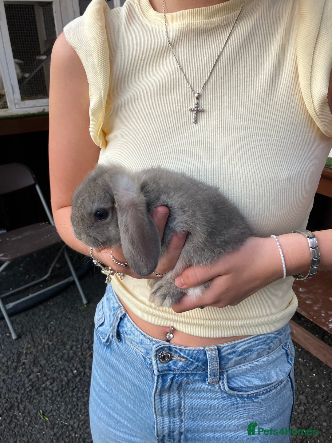 Mini Lop rabbits for sale: Beautiful mini lop bunnies - Image 8