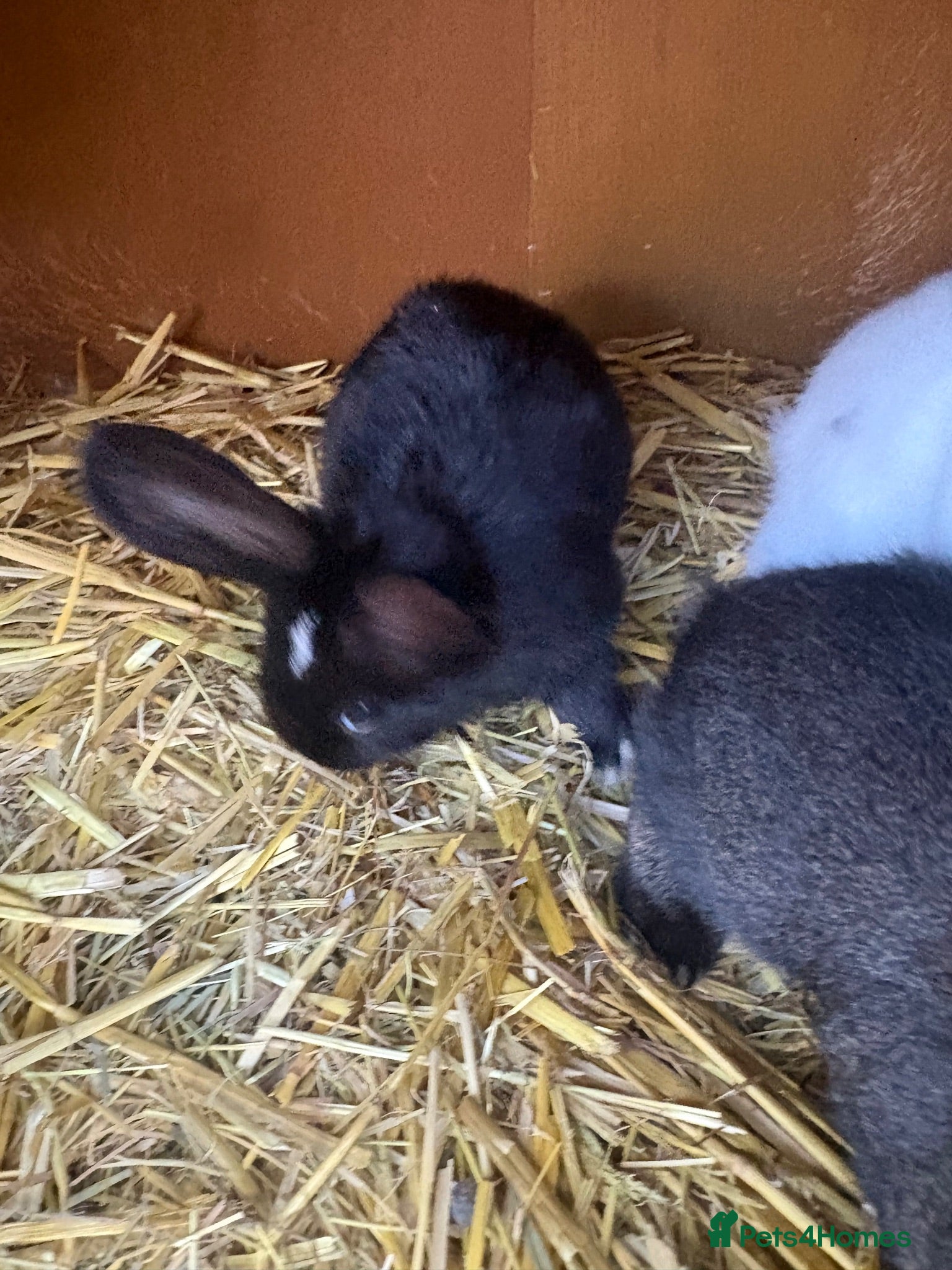 Mixed Breed rabbits Baby bunnies Dutch cross lop  - Advert 10
