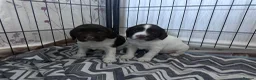 English Springer Spaniel dogs for sale: English Springer Spaniel pups for sale in Melton Mowbray - Advert 2