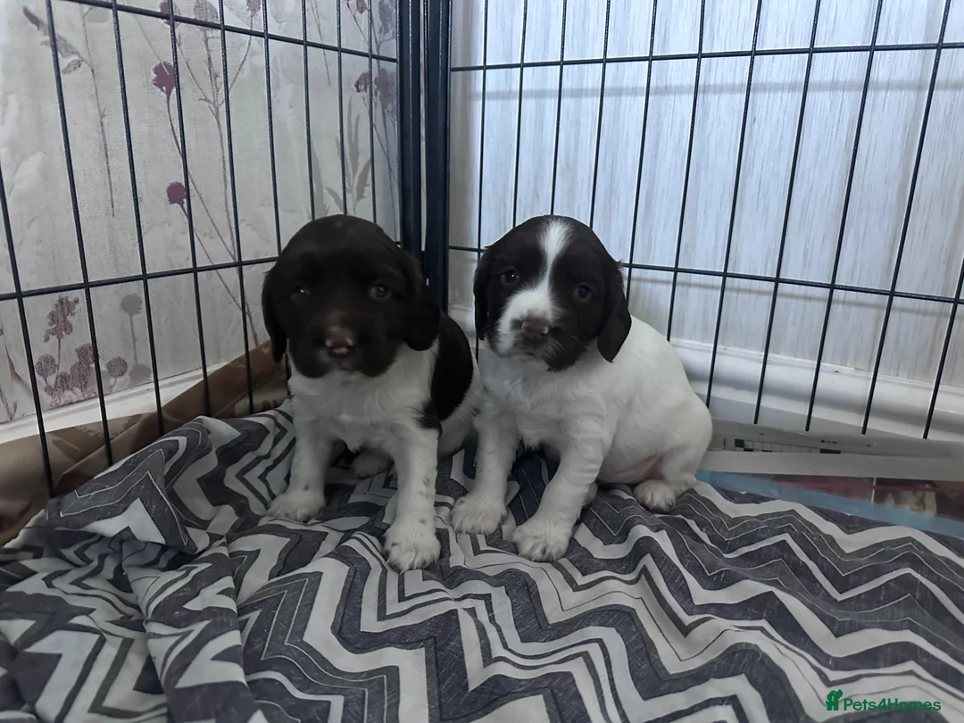 English Springer Spaniel dogs for sale: English Springer Spaniel pups for sale in Melton Mowbray - Advert 2
