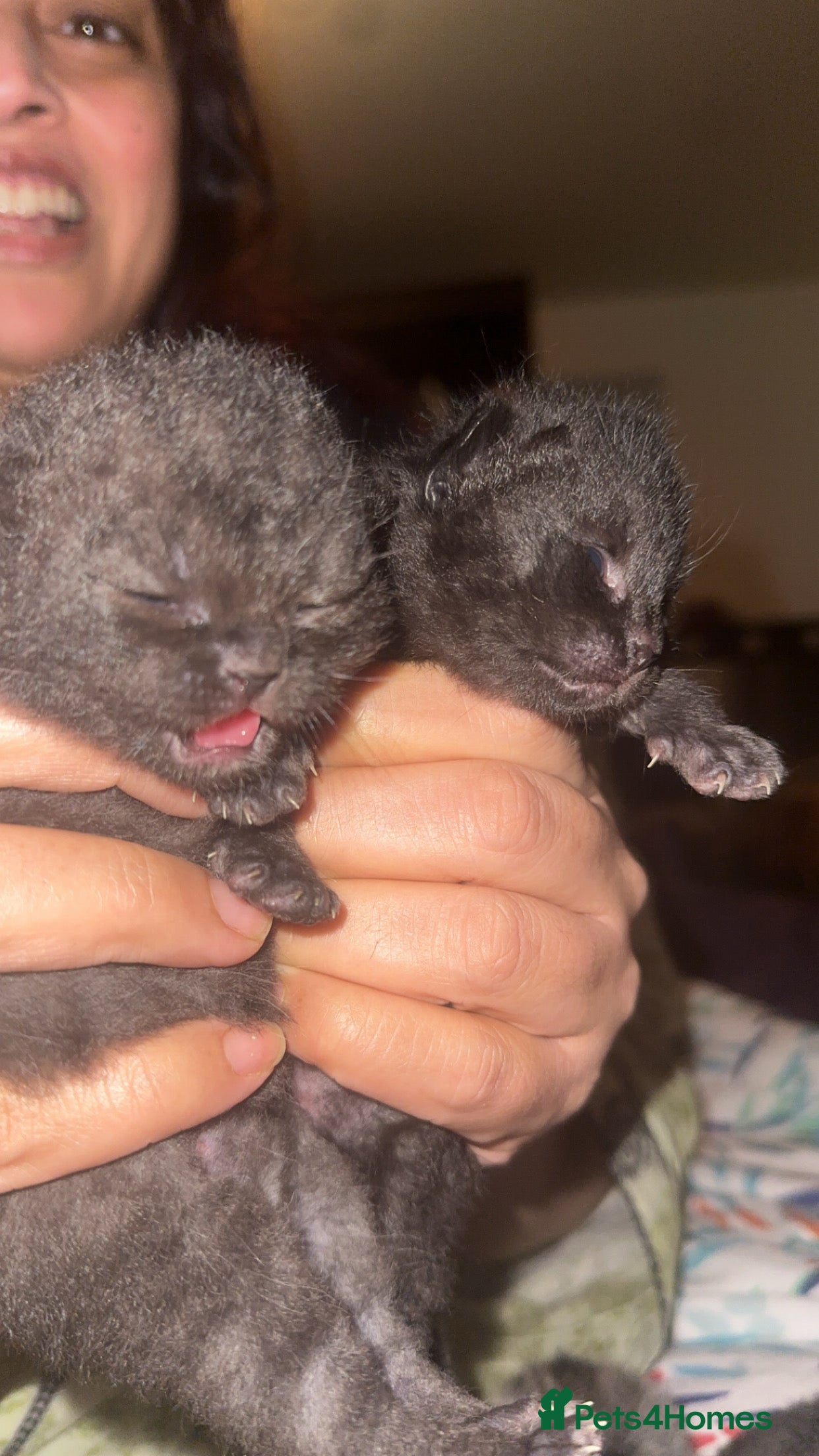 Scottish Fold cats Scottish fold beautiful kittens - Advert 2