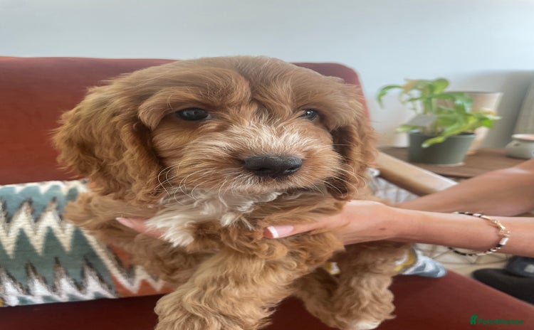 Cockapoo dogs - Advert 16