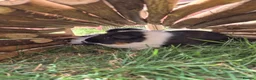Guinea Pig rodents for sale: 3 Female Guinea pigs - Advert 2