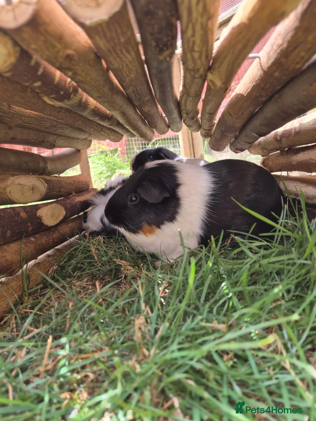 Guinea Pig rodents for sale: 3 Female Guinea pigs - Advert 2