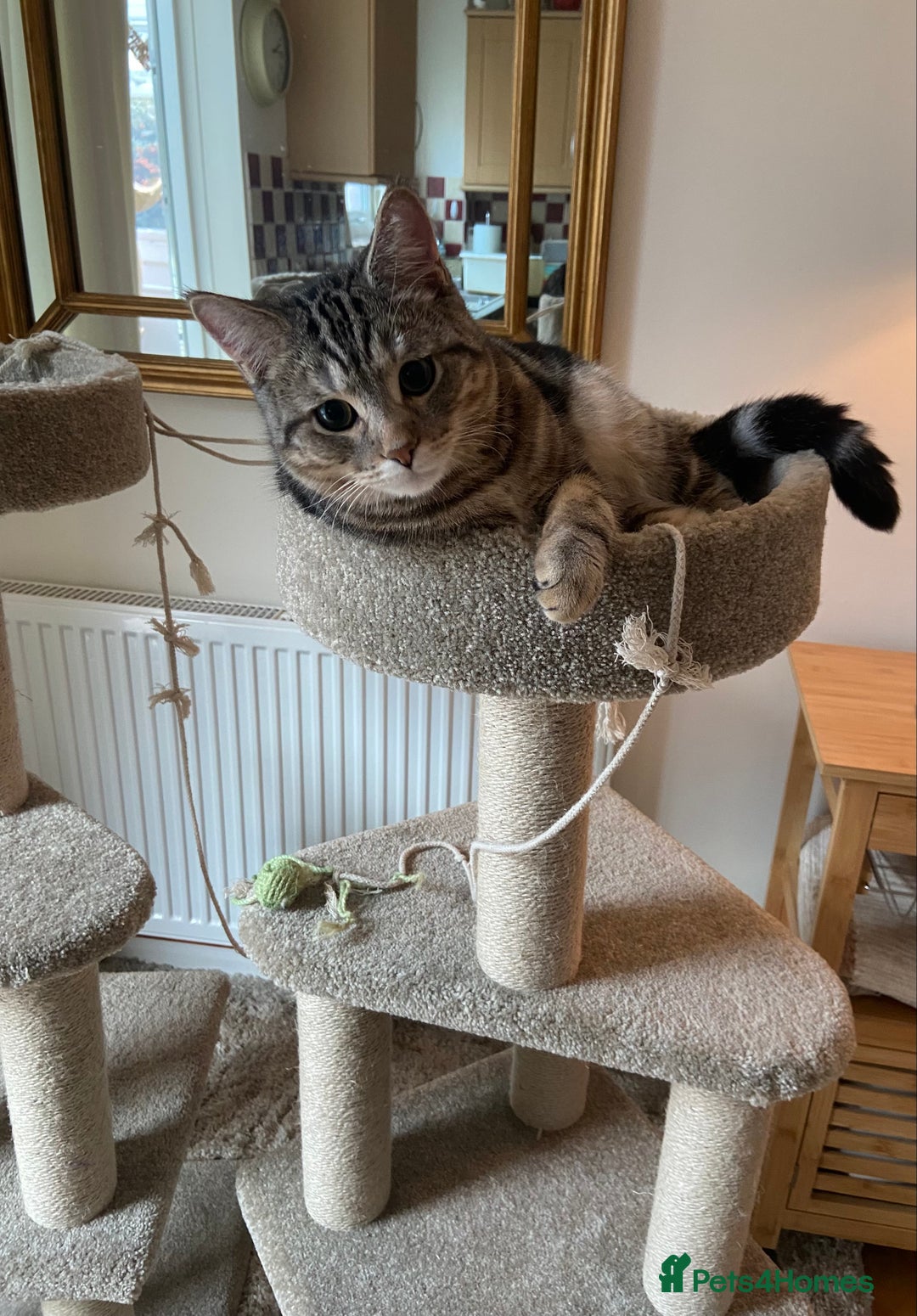 Mixed Breed cats for sale: Persian mix 7 month old kitten 💙 - Advert 2